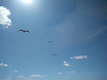 Low angle view of bird flying against blue sky