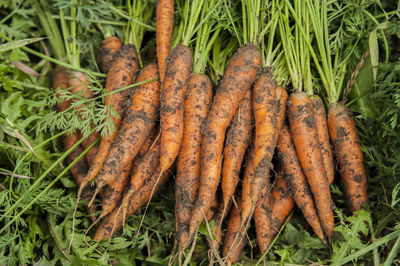 High angle view of carrots for sale at market