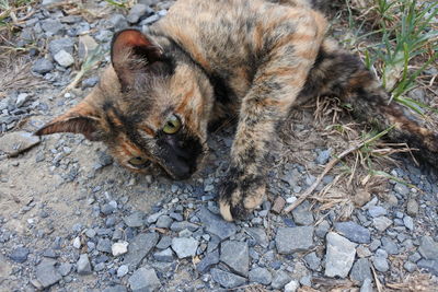 High angle portrait of a cat on field