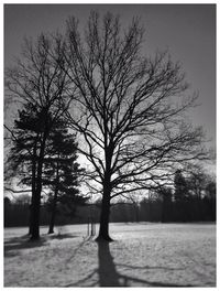 Bare trees on landscape