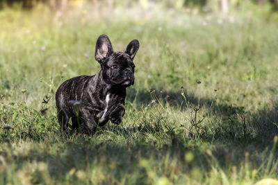 Portrait of a dog on field