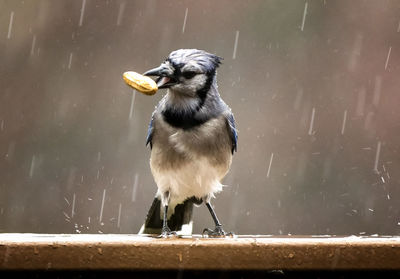 In the rain