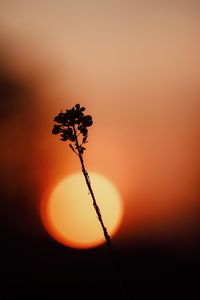 Close-up of silhouette plant against orange sky