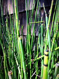 Close-up of bamboo plants on field