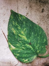 High angle view of green leaves on plant