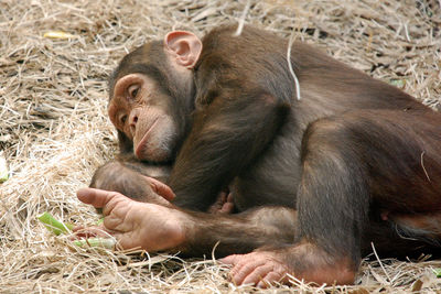 Close-up of monkey on grass