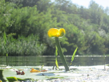 Close-up of yellow flower against trees