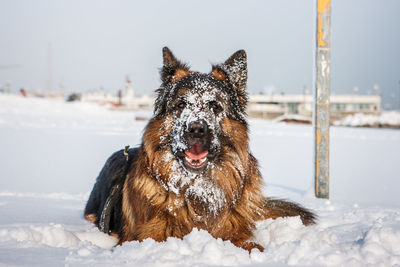 Portrait of a dog on snow covered land