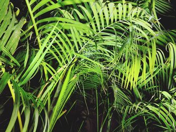 Close-up of fresh green plants