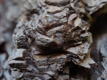 Close-up of dead plant