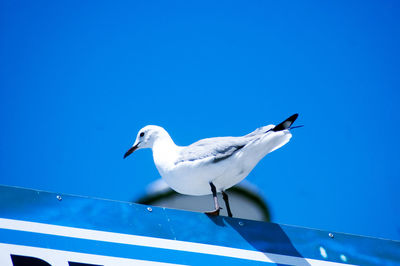 Low angle view of seagull perching against clear blue sky