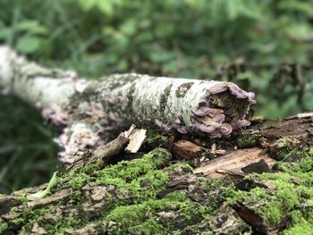 Close-up of mushroom growing on tree trunk