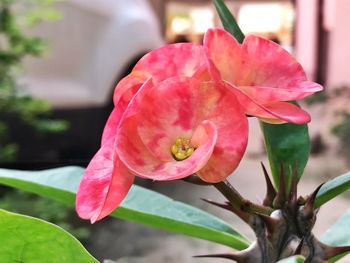 Close-up of pink flower blooming outdoors