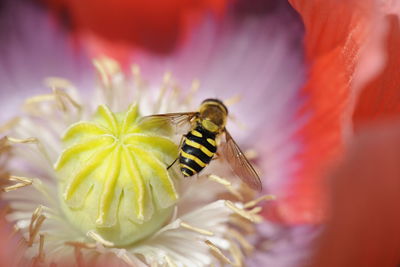 Close-up of bee on flower