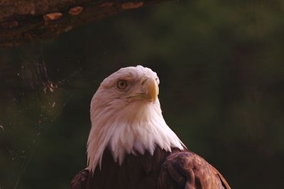 Close-up of eagle against blurred background