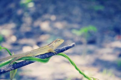 Close-up of grasshopper on leaf