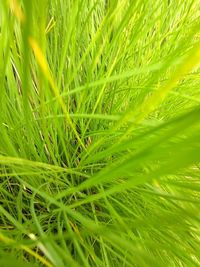 Full frame shot of wet plant