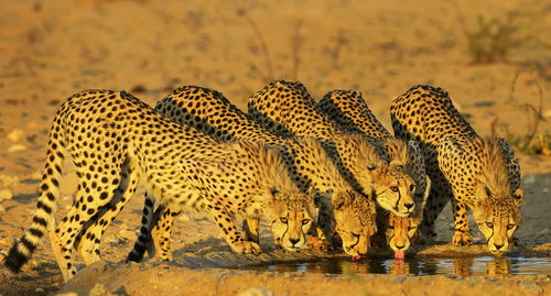 Close-up of a cat drinking water