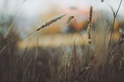 Close-up of wheat growing on field