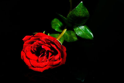 Close-up of red rose against black background