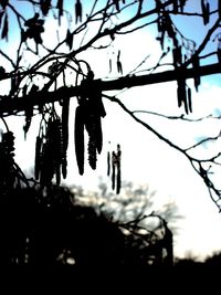 Low angle view of tree against sky