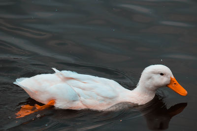 High angle view of duck swimming in lake