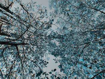 Low angle view of cherry tree against sky