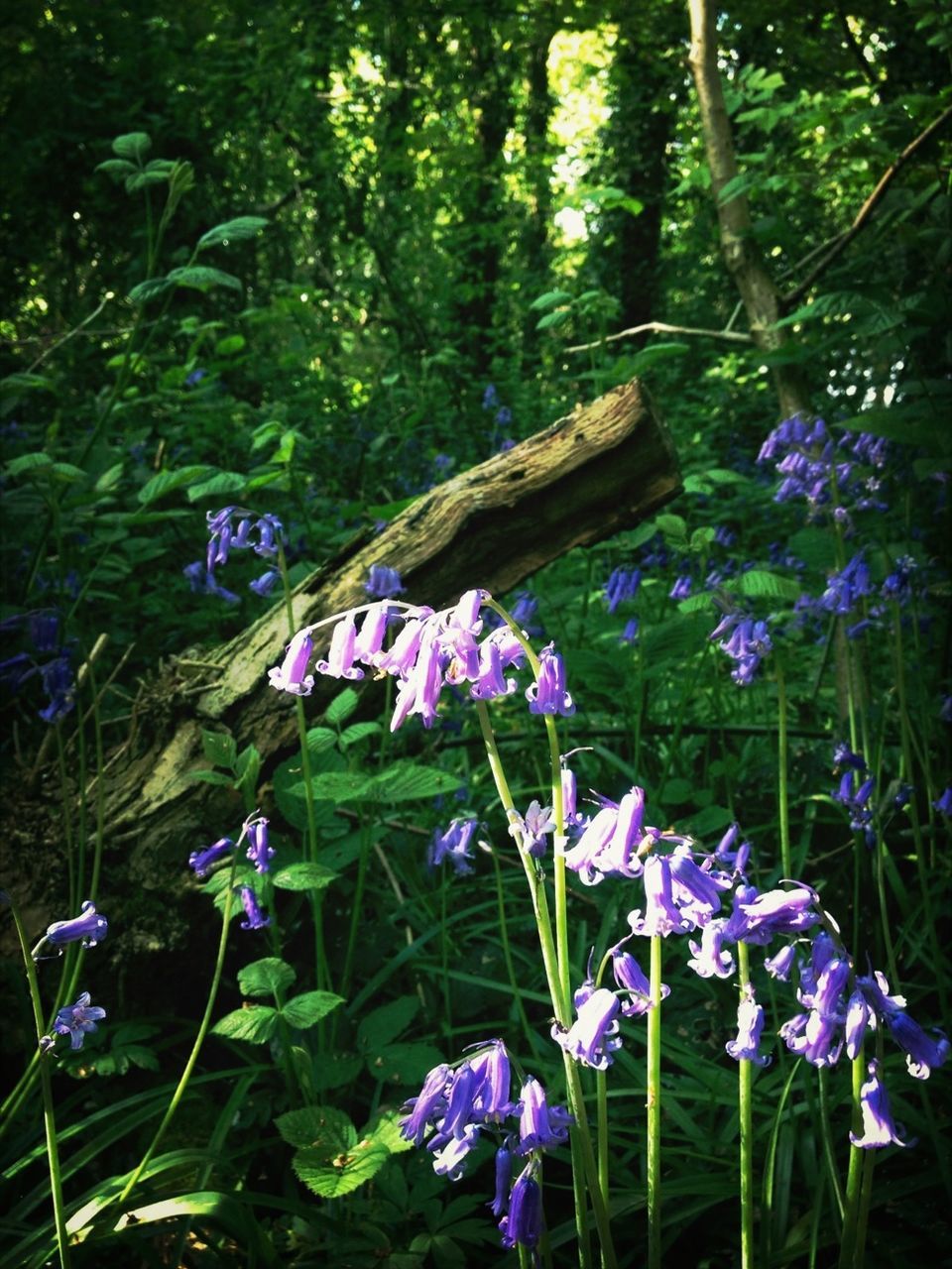 flower, purple, growth, plant, freshness, beauty in nature, nature, fragility, green color, blooming, leaf, tranquility, day, field, outdoors, tree, no people, blue, forest, in bloom