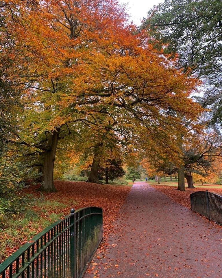 autumn, tree, plant, leaf, the way forward, nature, beauty in nature, orange color, footpath, plant part, railing, tranquility, no people, day, scenics - nature, tranquil scene, growth, autumn collection, outdoors, transportation, land, idyllic, bridge, forest, architecture, road, non-urban scene, woodland, park, maple, diminishing perspective, branch, landscape, environment, footbridge, park - man made space