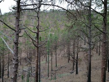 Trees in forest