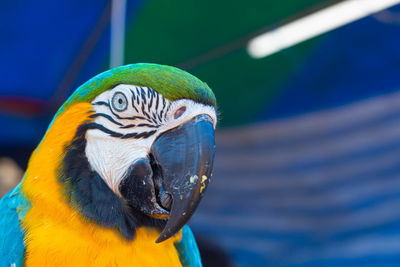 Macaw parrot colorful , close up shoot