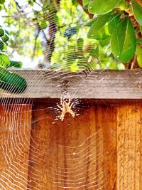 Close-up of spider web on a tree