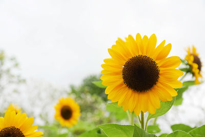 Close-up of yellow sunflower against sky