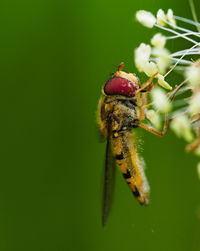 Close-up of insect on plant