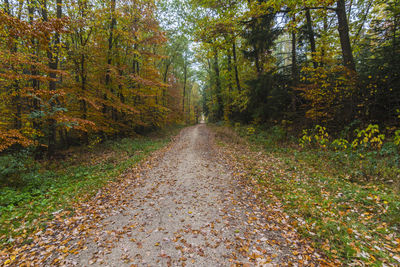Footpath amidst trees in forest during autumn