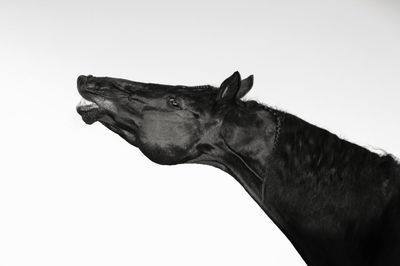 Close-up of horse against clear sky