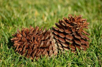 Close-up of pine cone on field