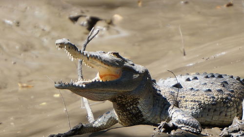 Crocodile with open mouth at beach