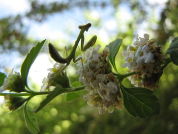 Close-up of flowers blooming on tree