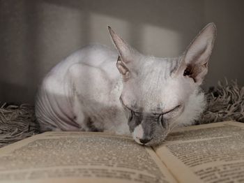 Close-up of cat lying on bed at home