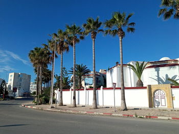 Palm trees by building against blue sky