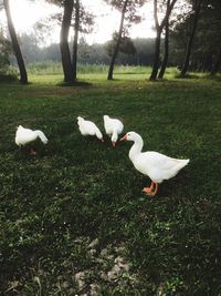 View of birds on field