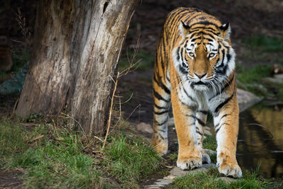 View of a cat walking in zoo