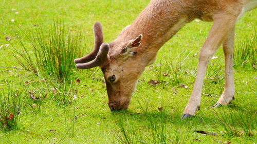 Close-up of a horse grazing in field