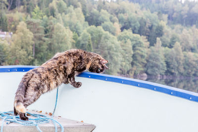 Cat in boat against trees