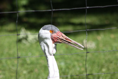 Close-up of a bird against blurred background