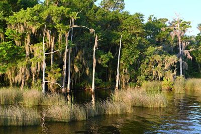 Scenic view of river amidst trees in forest