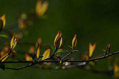 Close-up of plant