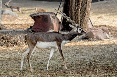 Deer standing on field