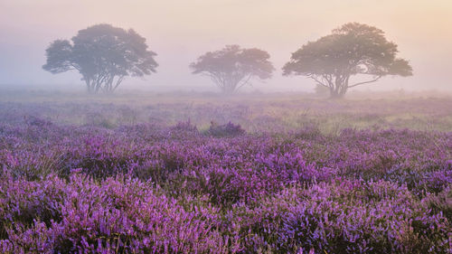 Trees on field